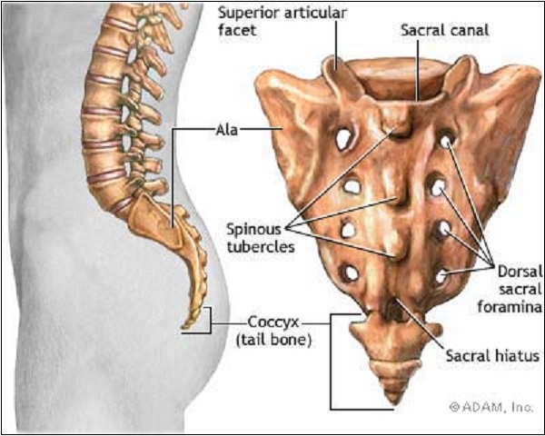 Các bộ phận bị tiến hóa "tiêu diệt" trên cơ thể người 9