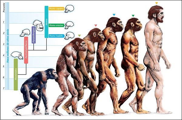 Đặc điểm thú vị "chỉ có ở con người" sau tiến hóa 8