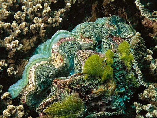 Những sinh vật biển "quái lạ" ở rạn san hô 1