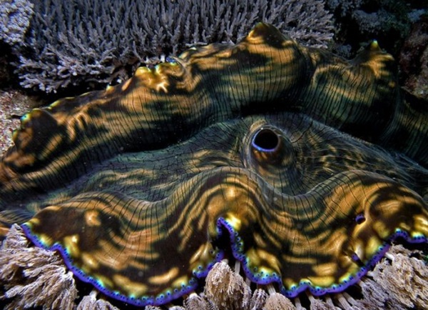 Những sinh vật biển "quái lạ" ở rạn san hô 3