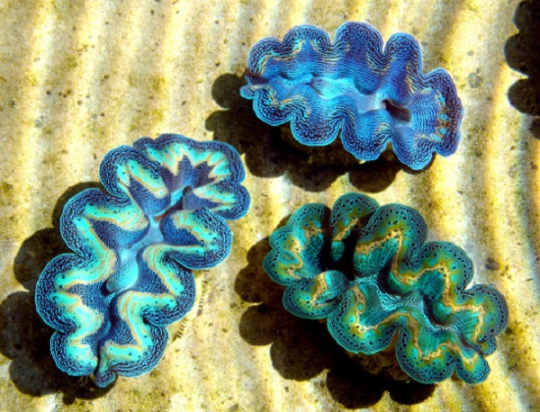 Những sinh vật biển "quái lạ" ở rạn san hô 5