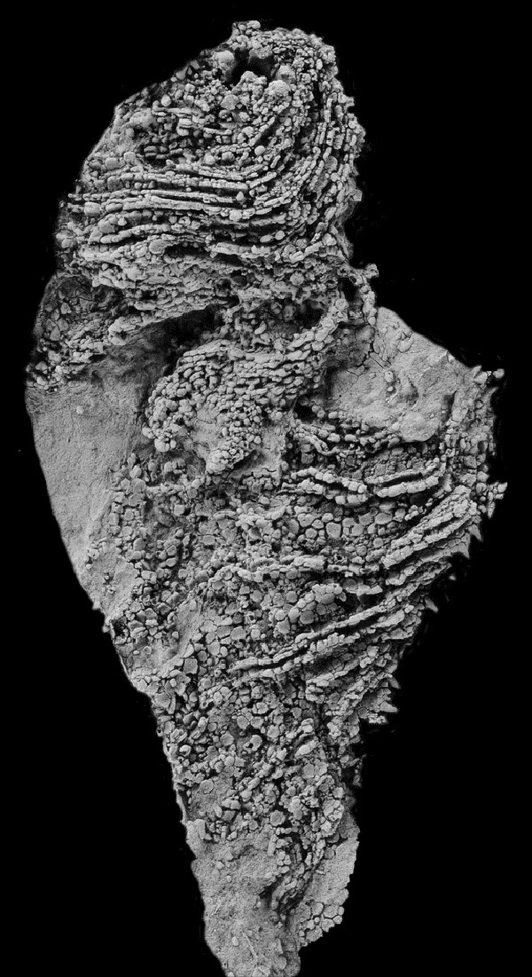 Khai quật được sinh vật "quái gở" 500 triệu năm tuổi 1