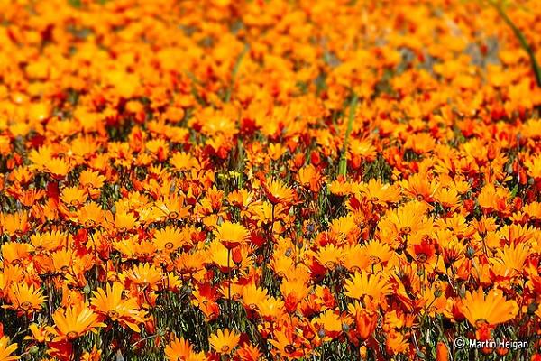 "Chết lặng" trước những thi&ecirc;n đường hoa m&ugrave;a h&egrave; l&atilde;ng mạn 10