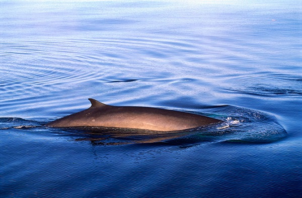 Chú cá voi "Forever Alone" nhất trên Trái đất 1