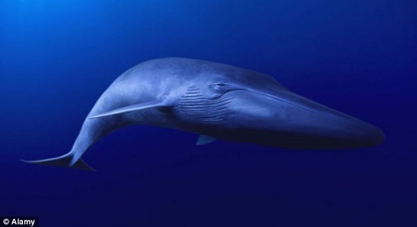 Chú cá voi "Forever Alone" nhất trên Trái đất 2