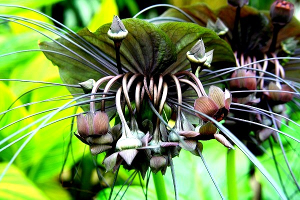 Các loài thực vật có hình dáng từ hài hước đến đáng sợ 11