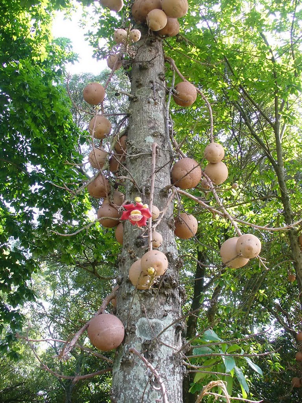 Những loài cây kỳ diệu biết "đẻ ra quả" ngay trên thân 2