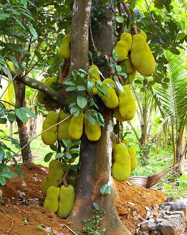 Những lo&agrave;i c&acirc;y kỳ diệu biết "đẻ ra quả" ngay tr&ecirc;n th&acirc;n 11