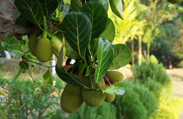 Những lo&agrave;i c&acirc;y kỳ diệu biết "đẻ ra quả" ngay tr&ecirc;n th&acirc;n 12