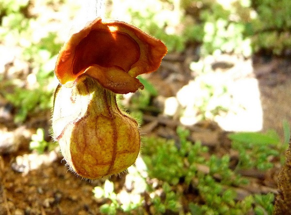 Chân dung kẻ "hôi nách" trong thế giới các loài hoa 9