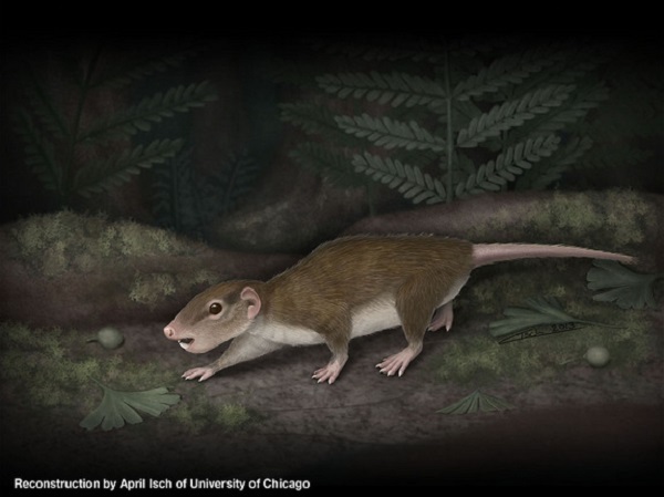Phát hiện hóa thạch "Chipmunk đáng yêu" 160 triệu năm tuổi 1