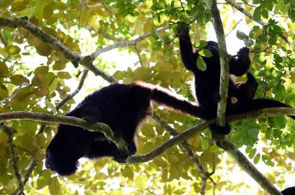 Cận cảnh trăn Nam Mỹ nuốt trọn con khỉ 6kg  3