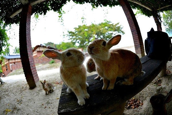 Bí mật chiến tranh tại nhà máy khí độc bỏ hoang ở Nhật 10