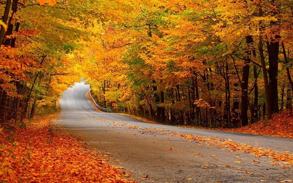Lá vàng rơi rụng là điểm nhấn của mùa thu, tô điểm thêm cho phong cảnh của những con đường ven sông. Bức ảnh sẽ khiến bạn cảm nhận sự thanh bình và yên tĩnh trong những ngày thu se lạnh.