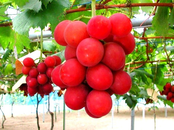 Tuyển tập c&aacute;c loại quả ngon c&oacute; gi&aacute; "cắt cổ" 12