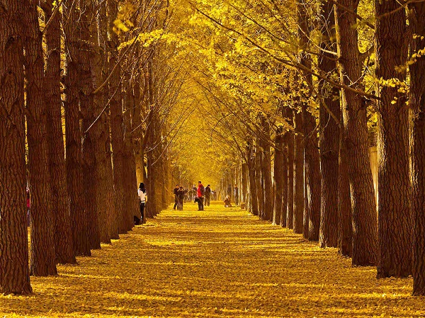 Các con đường mùa thu lãng mạn vòng quanh thế giới 10