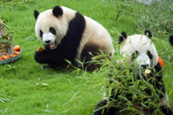 C&aacute;ch hay ho t&aacute;i sử dụng ph&acirc;n của gấu tr&uacute;c  1
