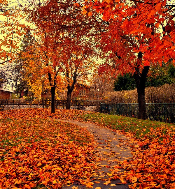 Thăm các "thiên đường mùa thu" ngập tràn lá phong 3