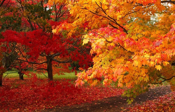 Thăm các "thiên đường mùa thu" ngập tràn lá phong 10