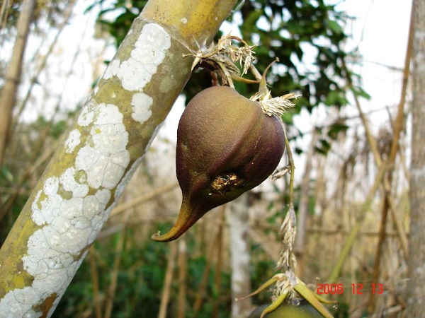 Điểm mặt những loài cây "chờ cả đời người" mới ra hoa 3