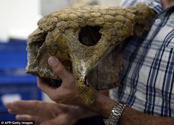 Cận cảnh hóa thạch cá sấu, voi, chim khổng lồ thời tiền sử 2