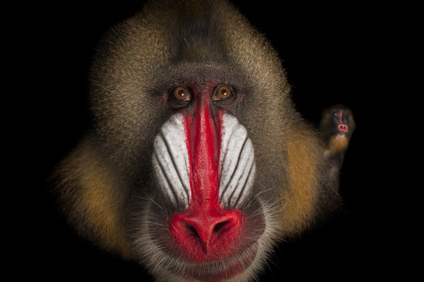 5 loài động vật kỳ lạ có chiếc mũi “chẳng giống ai” 3