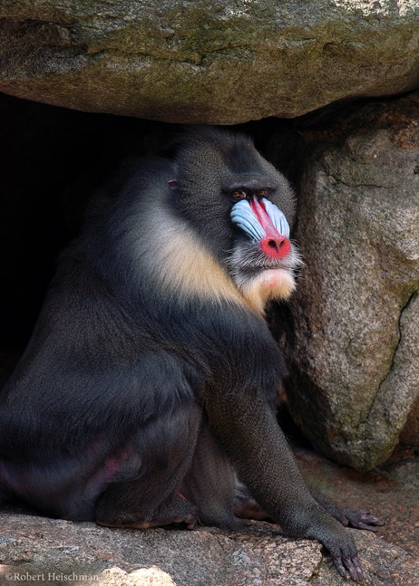 5 lo&agrave;i động vật kỳ lạ c&oacute; chiếc mũi &ldquo;chẳng giống ai&rdquo; 4