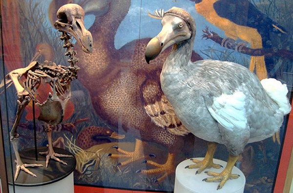 Những động vật "quái đản" bị tuyệt chủng thời xưa 11