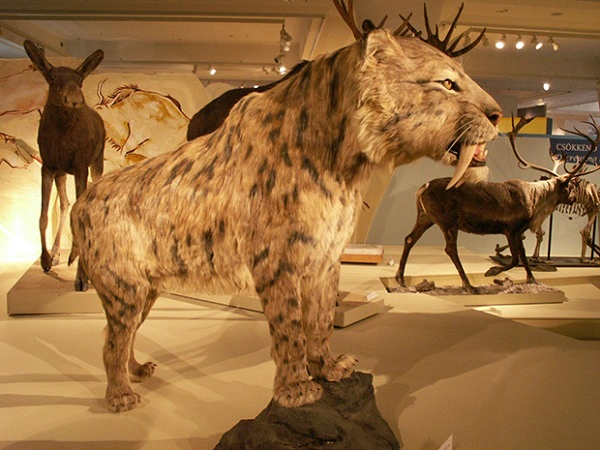 Những động vật "quái đản" bị tuyệt chủng thời xưa 13