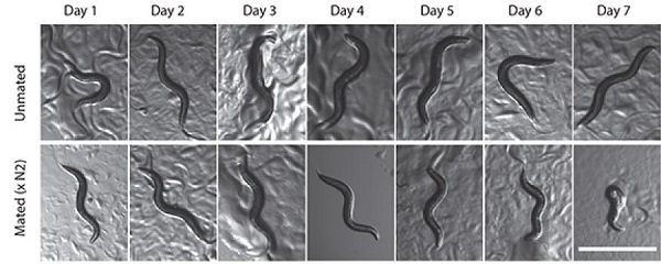 Phát hiện tập tính giao phối "chết chóc" của loài giun 2