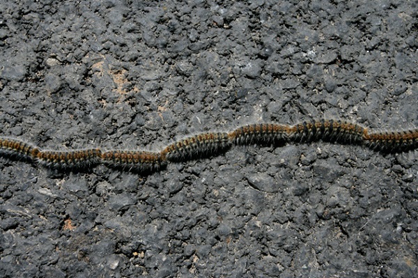 Những tập t&iacute;nh "qu&aacute;i gở đến đ&aacute;ng sợ" của c&ocirc;n tr&ugrave;ng 1