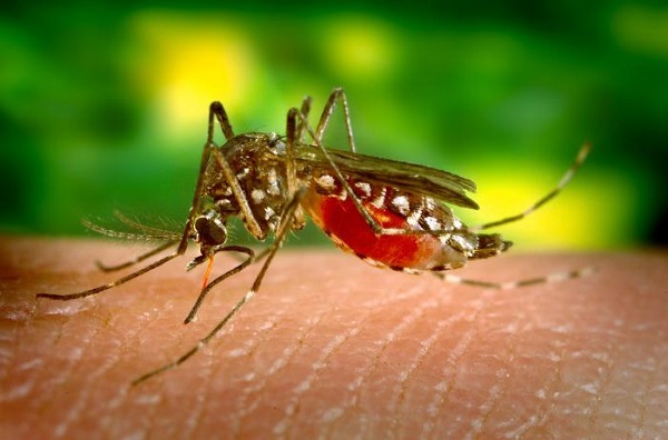 T&igrave;m ra phương ph&aacute;p mới để kiểm so&aacute;t muỗi 1