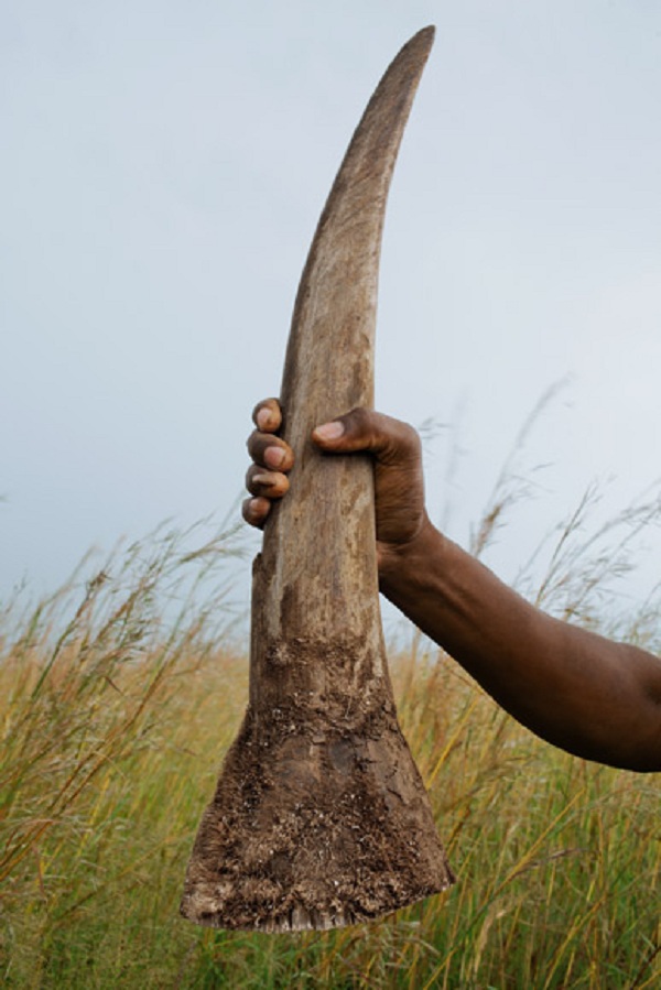 Choáng với kiểu "tính tiền" săn bắn động vật quý hiếm ở Châu Phi 2