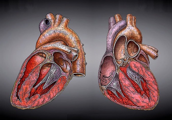 Phương pháp "hồi sinh" trái tim chỉ bằng một mũi tiêm 2