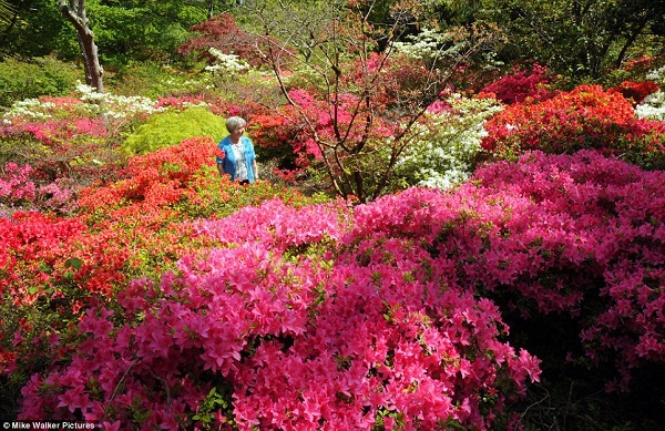 Đầu xuân đi ngắm "vườn hoa địa đàng" vòng quanh thế giới 6