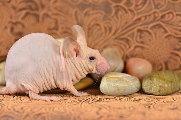 Cận cảnh c&aacute;c lo&agrave;i động vật "h&oacute;i đầu, rụng t&oacute;c" si&ecirc;u cute 18