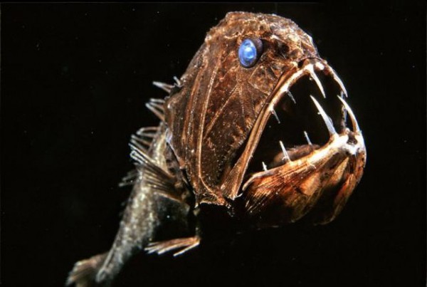 Những quái vật khiến bạn "khiếp vía" ngự trị dưới biển sâu 6
