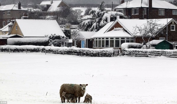 Anh: Mùa xuân lạnh nhất trong vòng 50 năm, 5.000 người tử vong 7