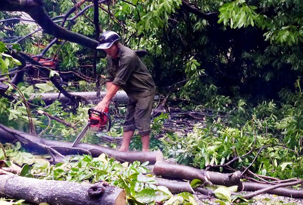 C&acirc;y đổ đ&egrave; bẹp xe bu&yacute;t đang chạy khiến phố H&agrave; Nội tắc d&agrave;i nhiều giờ trong mưa 10