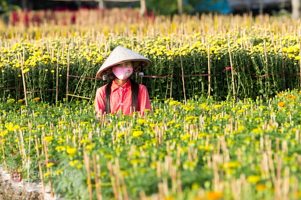 Làng hoa Sa Đéc tuyệt đẹp nhộn nhịp đón Xuân 13