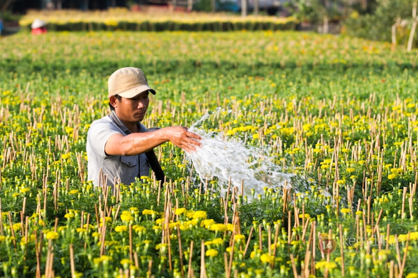 Làng hoa Sa Đéc tuyệt đẹp nhộn nhịp đón Xuân 6