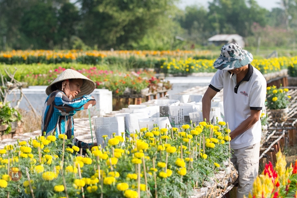 Làng hoa Sa Đéc tuyệt đẹp nhộn nhịp đón Xuân 20