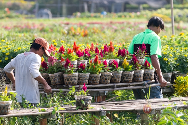 Làng hoa Sa Đéc tuyệt đẹp nhộn nhịp đón Xuân 35