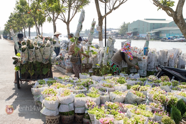 Làng hoa Sa Đéc tuyệt đẹp nhộn nhịp đón Xuân 31