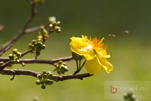 Hội hoa xuân lênh đênh trên sông ở Sài Gòn 37