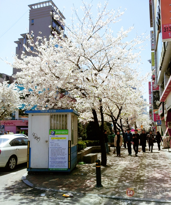 Chùm ảnh: Hoa anh đào phủ trắng các con đường tại Hàn Quốc 1