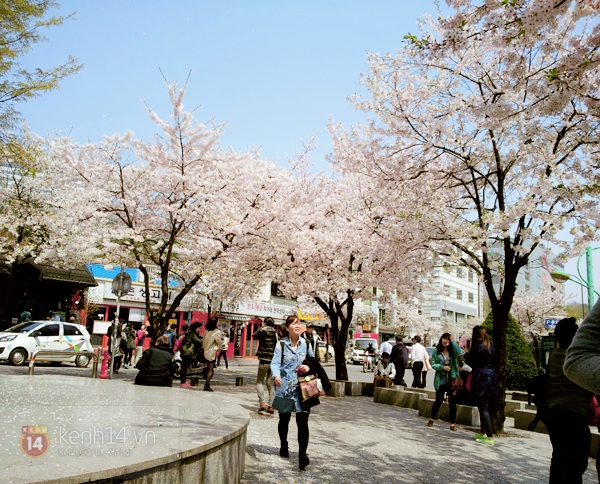 Chùm ảnh: Hoa anh đào phủ trắng các con đường tại Hàn Quốc 3