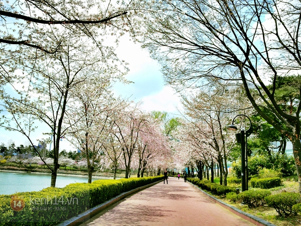 Chùm ảnh: Hoa anh đào phủ trắng các con đường tại Hàn Quốc 24
