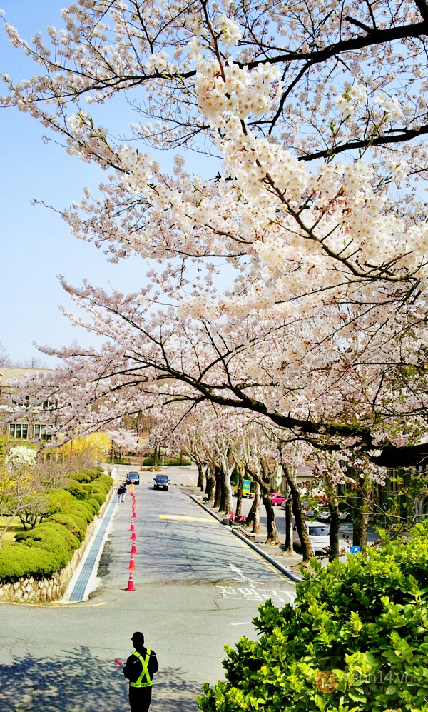 Chùm ảnh: Hoa anh đào phủ trắng các con đường tại Hàn Quốc 10