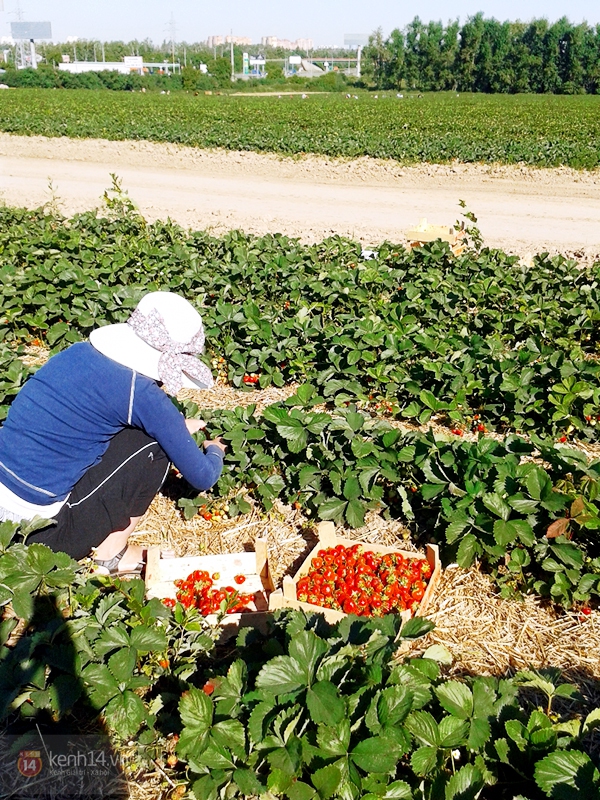 Cận cảnh công việc thu hoạch dâu mùa hè của SV Việt tại Nga 7